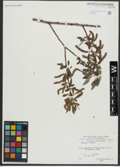 Foto von Salix alba L.